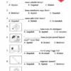 Soalan Latihan Bahasa Melayu Tahun 1